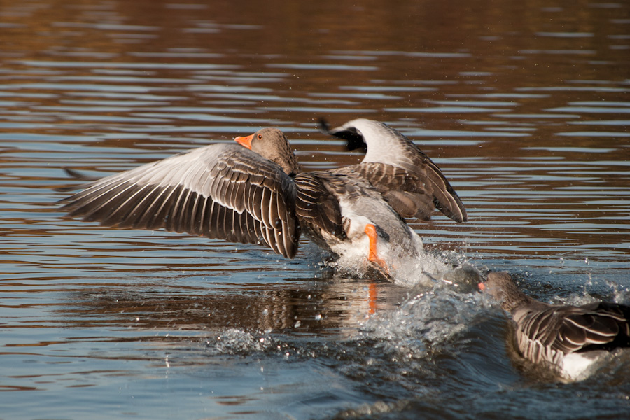  - Moritzburg_12